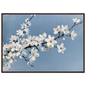 White blackthorn blossom against a pale blue sky in oil, print in a dark wood frame