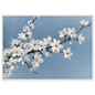 White blackthorn blossom against a pale blue sky in oil, print in a white frame