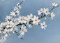 A blackthorn branch in white blossom on bare black twigs, painted in oil against an open spring sky