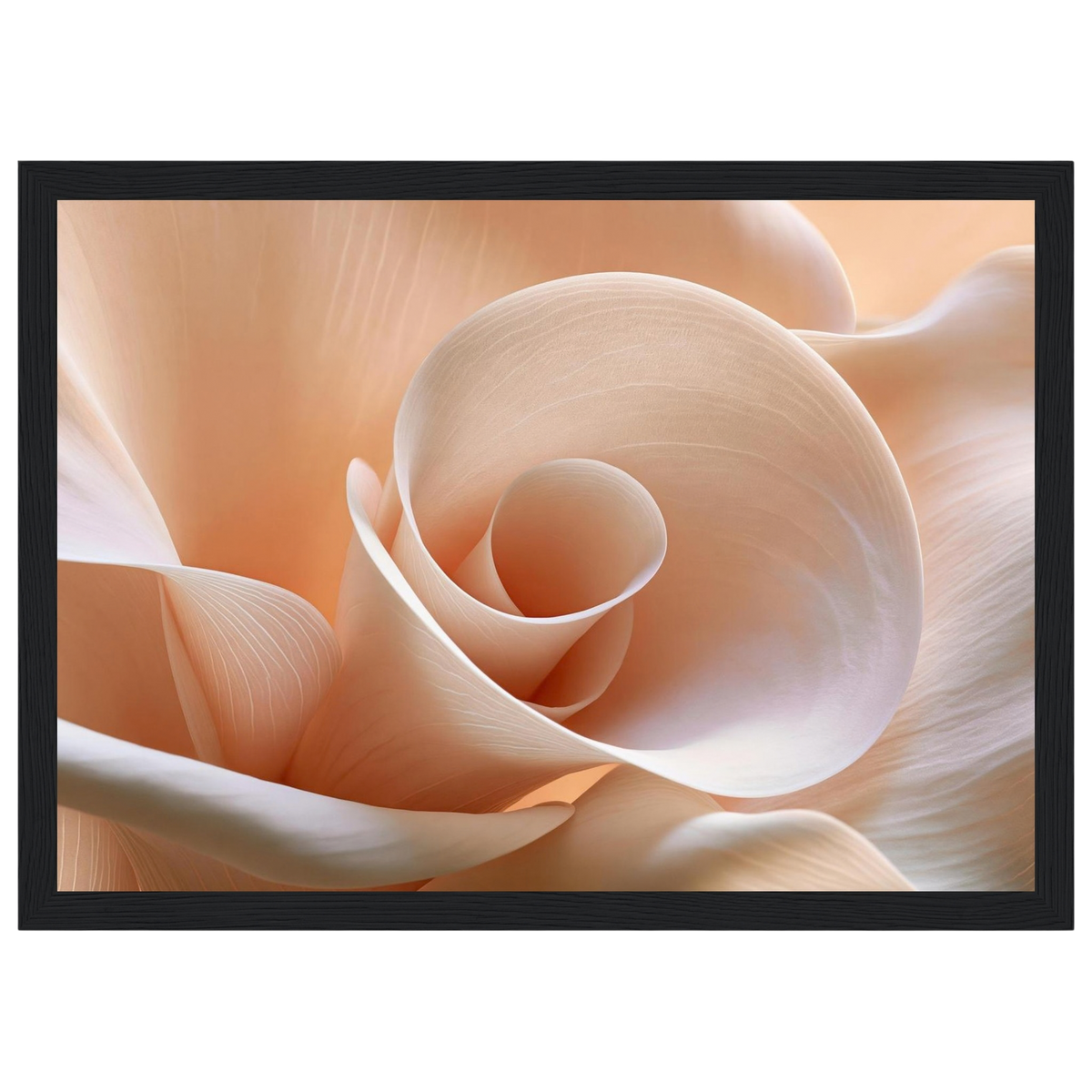 Blush Petal Spiral, print in a black frame