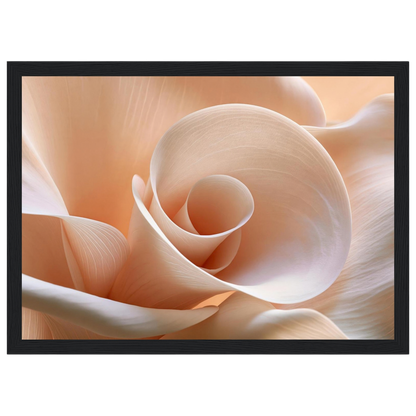Blush Petal Spiral, print in a black frame