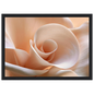 Blush Petal Spiral, print in a black frame