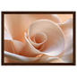 Blush Petal Spiral, print in a dark wood frame