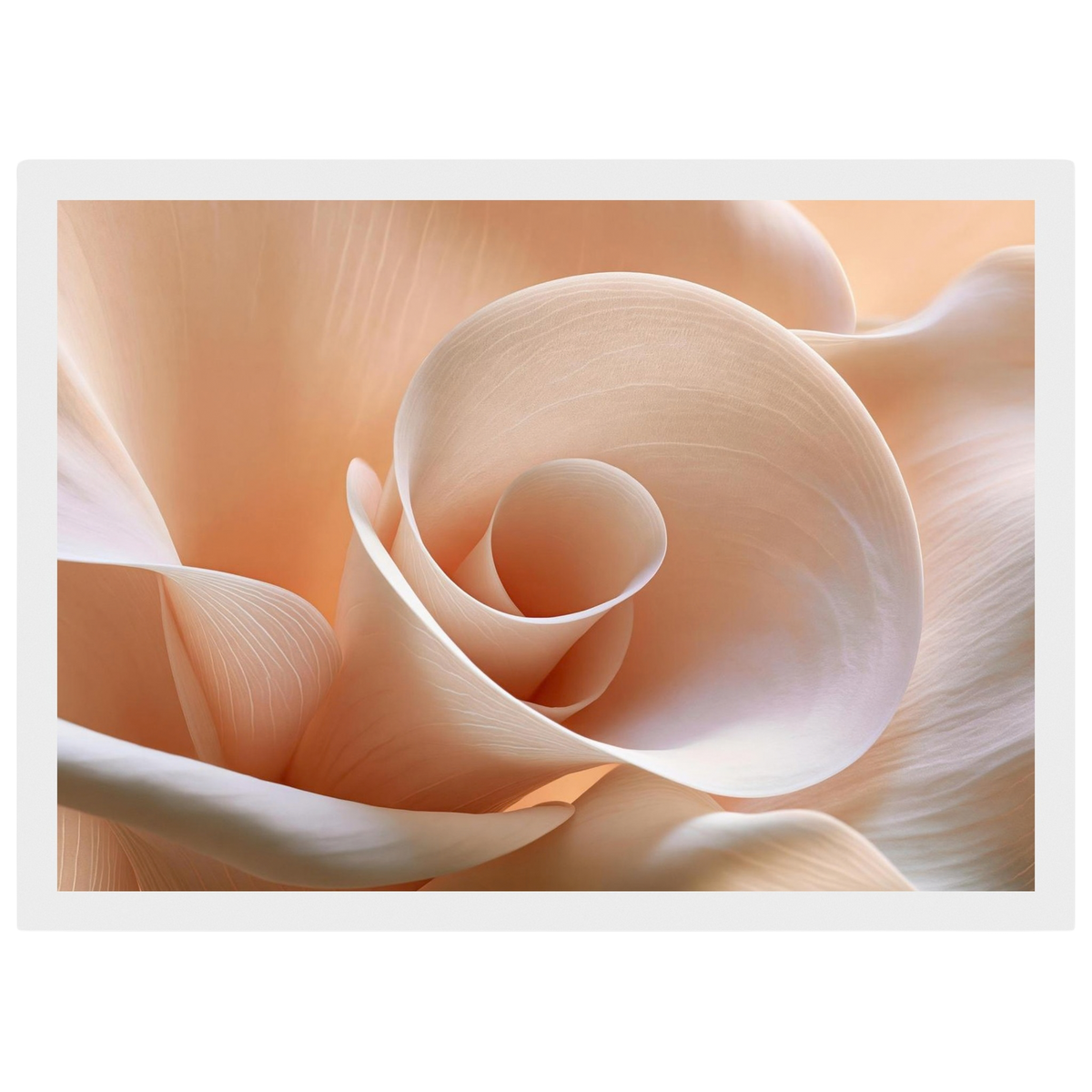 Blush Petal Spiral, print in a white frame