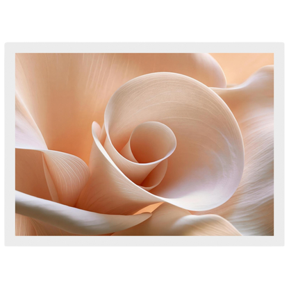 Blush Petal Spiral, print in a white frame