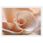 Blush Petal Spiral, print in a white frame