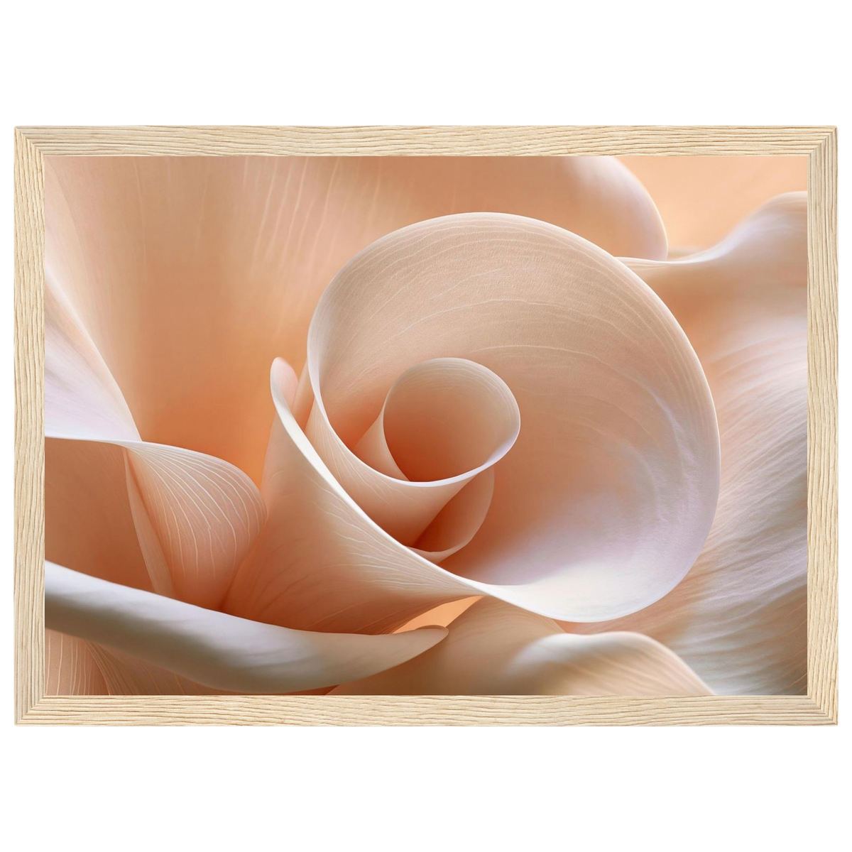 Blush Petal Spiral, print in a natural wood frame