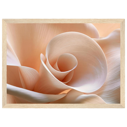 Blush Petal Spiral, print in a natural wood frame