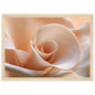 Blush Petal Spiral, print in a natural wood frame