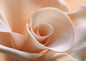 A spiral of furled petals in blush, peach and cream, wound tight at the centre and opening outward to fill the whole frame