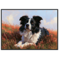 Border collie lying in flowering heather, print in a black frame