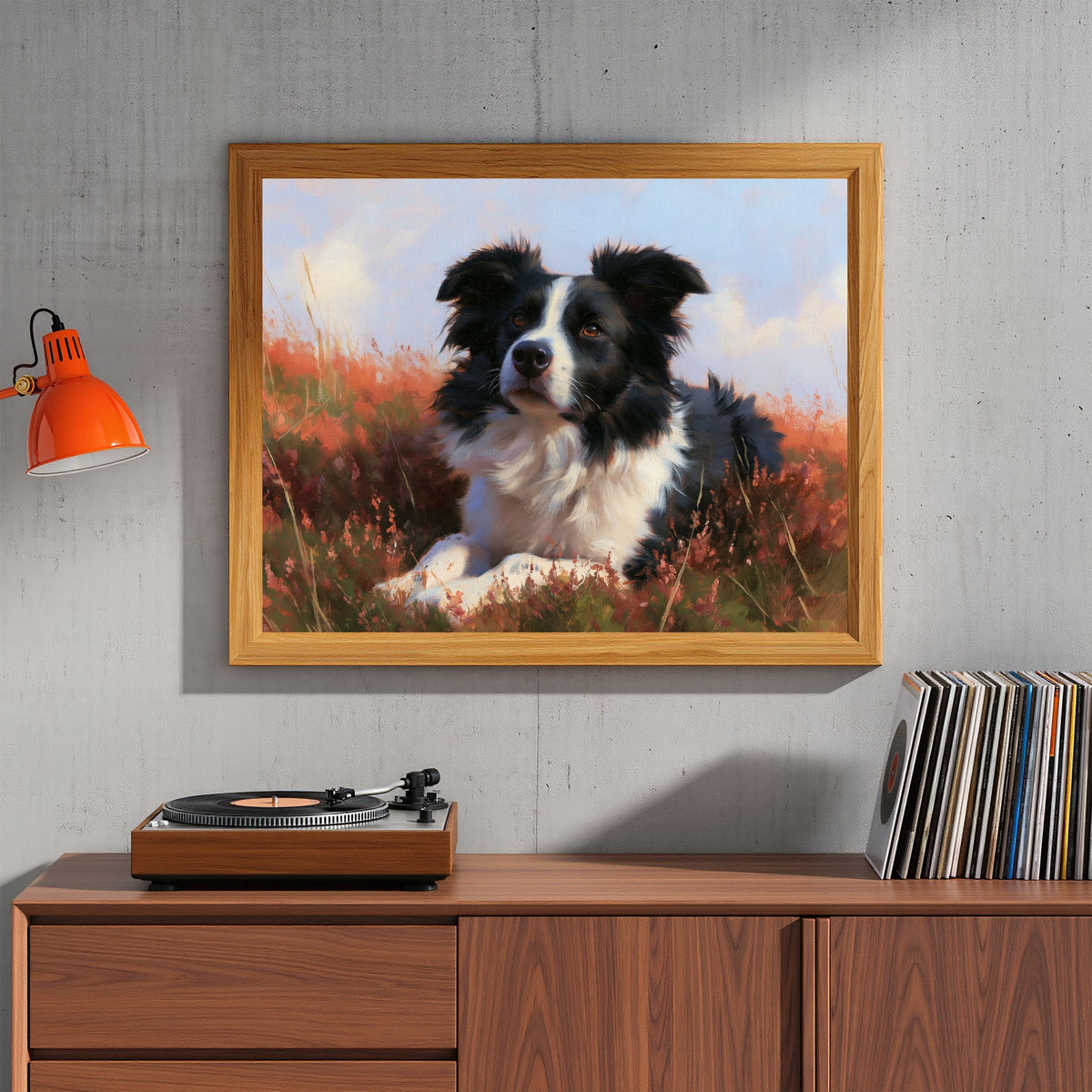 Border collie lying in flowering heather, in a natural wood frame above a walnut sideboard with a record player and vinyl in a living room