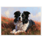 Border collie lying in flowering heather, print in a white frame