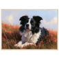 Border collie lying in flowering heather, print in a natural wood frame