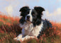 A border collie lying deep in flowering heather, head up and facing the viewer, coral heather backlit against a bright breezy sky