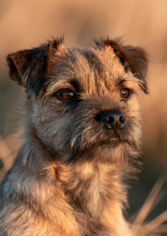 A border terrier in close head study, wiry grizzle coat catching low side light, dark steady eyes, against warm amber grass