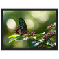 Butterfly on Pink Blossom, print in a black frame