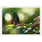 Butterfly on Pink Blossom, print in a white frame