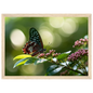 Butterfly on Pink Blossom, print in a natural wood frame