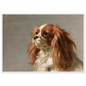 A Blenheim Cavalier King Charles Spaniel oil portrait, print in a white frame