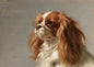 A Blenheim Cavalier King Charles Spaniel, chestnut and white, painted in oil against a plain putty ground