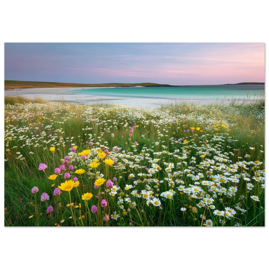 Hebridean machair meadow in flower, white daisies, buttercups and pink clover above white shell sand and turquoise water, in a slim dark frame