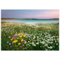 Hebridean machair meadow in flower, white daisies, buttercups and pink clover above white shell sand and turquoise water, in a slim dark frame