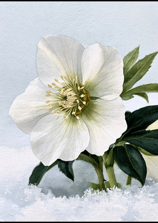 A single white Christmas rose hellebore in flower pushing up through fresh snow, dark glossy leaves behind, painted in watercolour