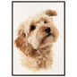 Cockapoo in window light, print in a dark wood frame