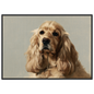A golden Cocker Spaniel oil portrait, print in a black frame