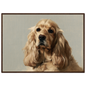 A golden Cocker Spaniel oil portrait, print in a dark wood frame