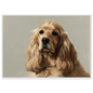 A golden Cocker Spaniel oil portrait, print in a white frame