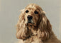 A golden English Cocker Spaniel with long feathered ears, painted in oil against a plain putty ground