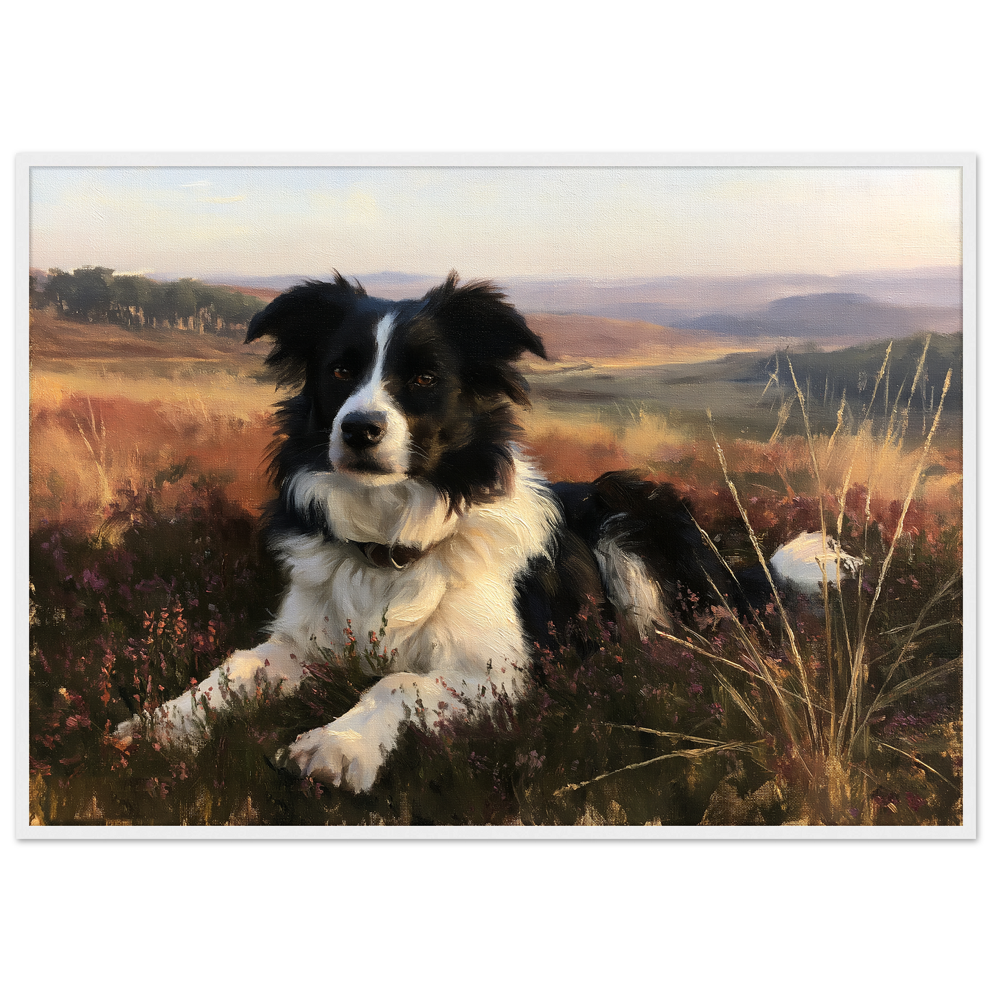 Border collie on a heather hill print in a white frame
