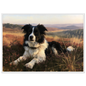 Border collie on a heather hill print in a white frame