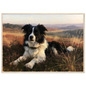 Border collie on a heather hill print in a pale natural wood frame