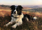 A black and white border collie lying alert in deep heather on a Scottish hill in warm evening light, painted in loose oils