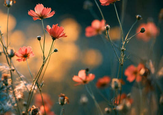 Coral cosmos on tall wiry stems with buds and feathery foliage, two flowers sharp in front and the rest soft, against deep teal shade broken by gold discs of low evening light