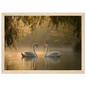 Two mute swans facing each other on a misty lake in golden morning light, print in a natural light wood frame