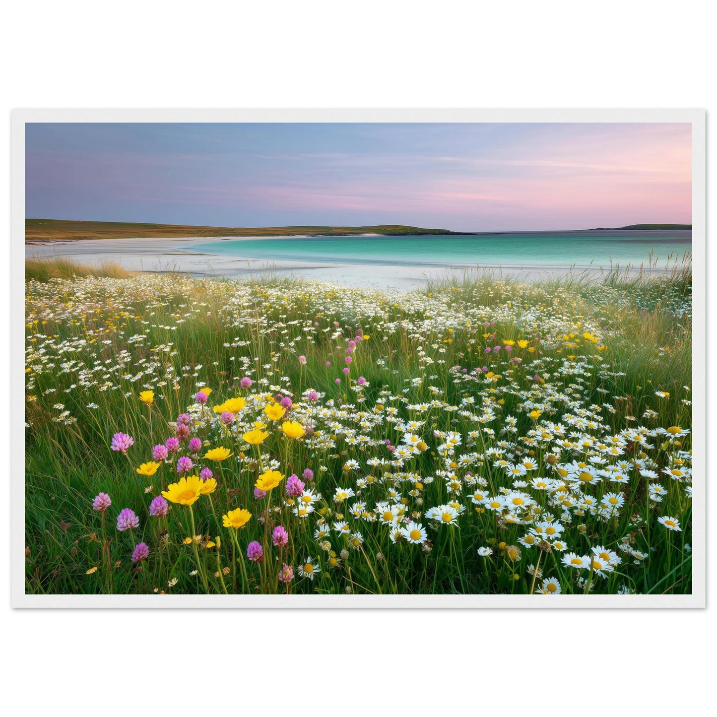 Machair wildflowers and shell sand, in a white frame with a slim mount