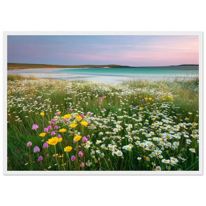 Machair wildflowers and shell sand, in a white frame with a slim mount
