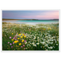 Machair wildflowers and shell sand, in a white frame with a slim mount