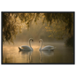 Two mute swans facing each other on a misty lake in golden morning light, print in a black frame