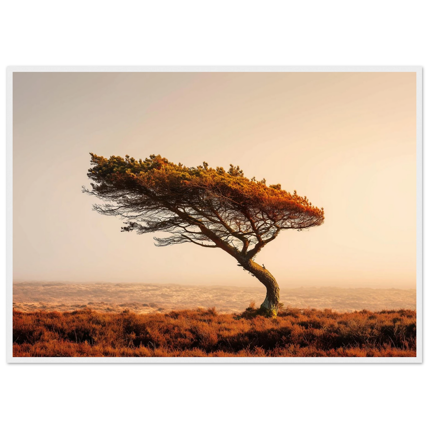 Solitary pine above heather moorland, print in a white frame