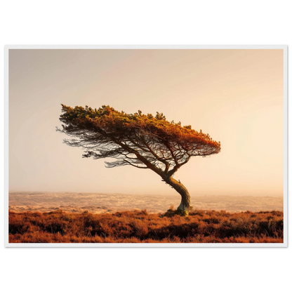 Solitary pine above heather moorland, print in a white frame