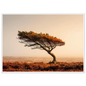 Solitary pine above heather moorland, print in a white frame
