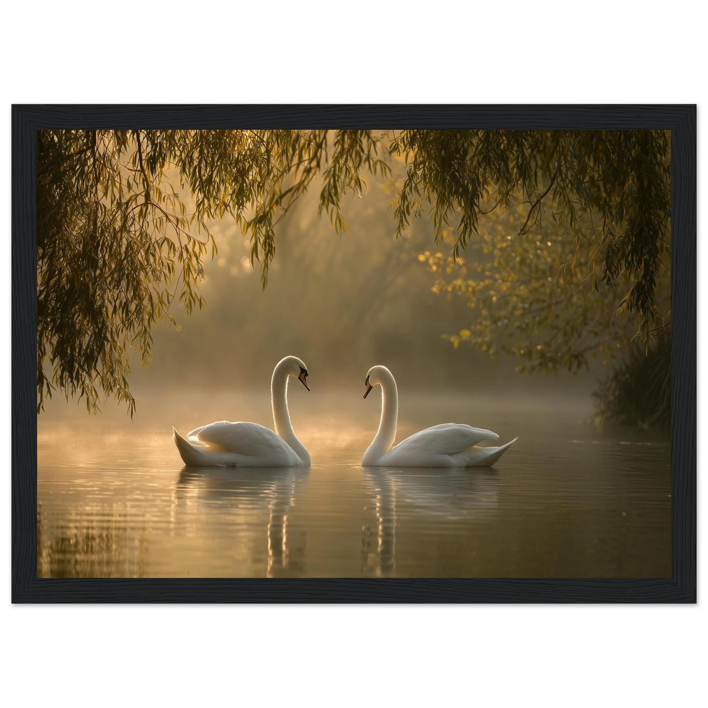 Two mute swans facing each other on a misty lake in golden morning light, print in a black frame