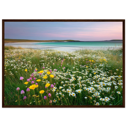 Machair daisies and buttercups, framed in dark red-brown wood