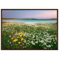 Machair daisies and buttercups, framed in dark red-brown wood