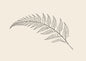 A single fern frond drawn in fine black line work on warm cream, minimalist botanical line art